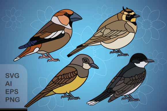 Set of Funny Birds Graphics for Digital Product Creation